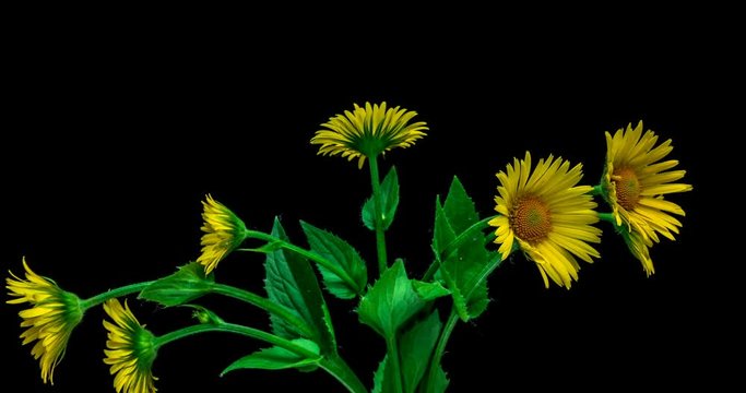Timelapse of blooming flowers in a bouquet of yellow daisies. 4K