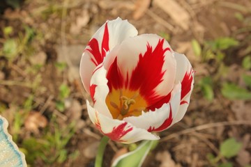 Tulip in flower garden