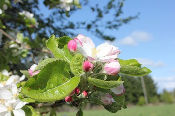 Apple Blossom Time in Oregon