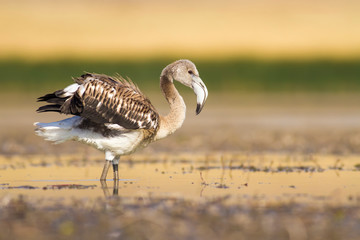 Naklejka premium Nature and birds. Nature habitat background.