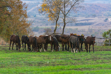 A herd of horses grazing on a farm
