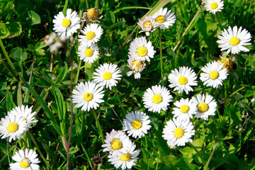 Daisy, Bellis perennis, plant, flower