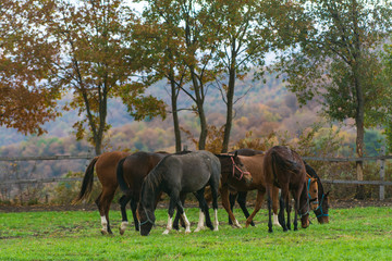 Naklejka na ściany i meble A herd of horses grazing on a farm