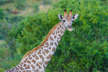 A giraffe in Africa alone