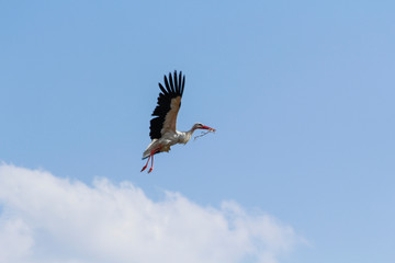 The stork with the weed flies to make a nest.