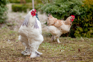 Grown healthy white hens on green grass outside in rural yard on old wooden barn wall background spring on bright sunny day. Chicken farming, healthy meat and eggs production concept