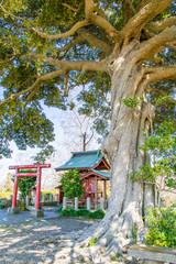 袖ヶ浦公園内の鏡峯神社と長老樹