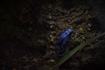 frog in a pond