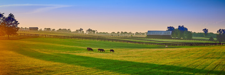 Thoroughbred Horses Grazing at Sunset