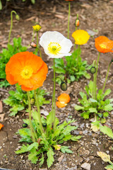 アイスランドポピー