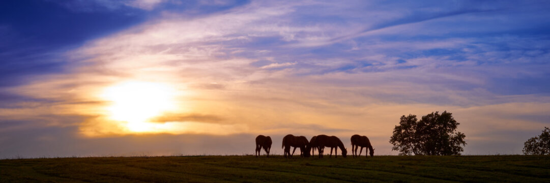Horses Grazing With Sunset