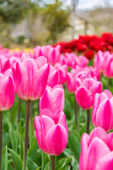 チューリップアップ