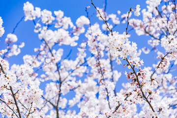 桜と青空