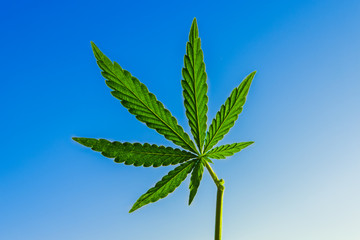 Cannabis leaf on blue sky background. Marijuana. Hemp. Drug.