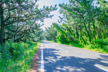 林を通る道路