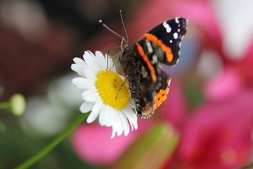 butterfly on flower