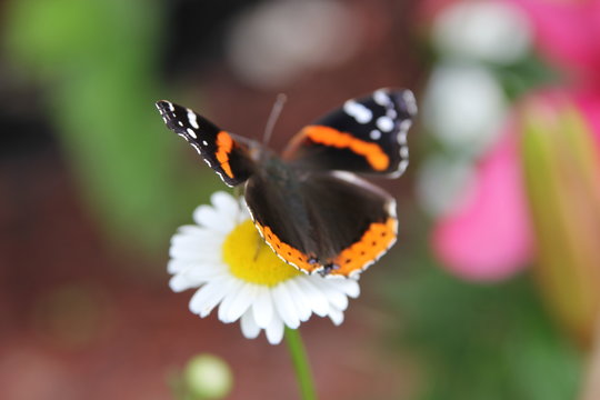 butterfly on flower