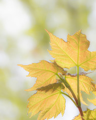 soft focus on forest maple leaves in spring morning light