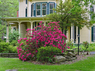 Fototapeta na wymiar purple rhododendron bush in bloom in front of old fashioned house with large porch