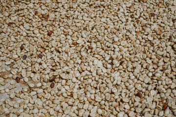 Los granos de café se están secando al sol.