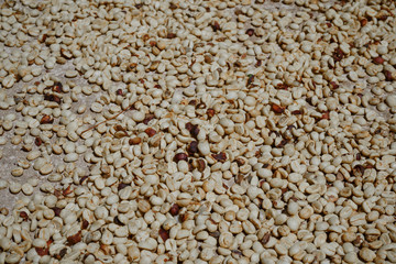 Los granos de café se están secando en el suelo.