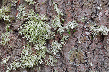 Evernia prunastri