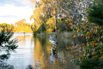 Obraz premium Sunlight and dappled habitat on the lake