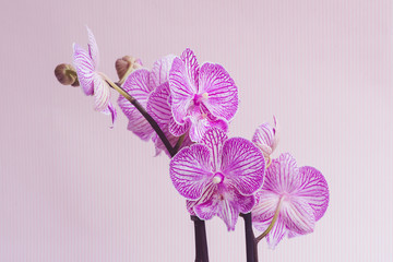 Closeup of purple phalaenopsis orchid against soft pink striped background (selective focus)