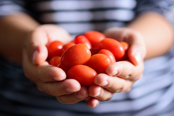 Fresh cherry tomatoes holding by hand