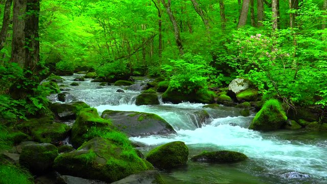 Mountain Stream / Oirase Stream