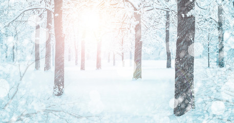Snowy Forest Landscape In Winter Blizzard With Soft Light Shining Through - Christmas / Winter Background