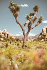 Fototapeta na wymiar joshua tree in the desert