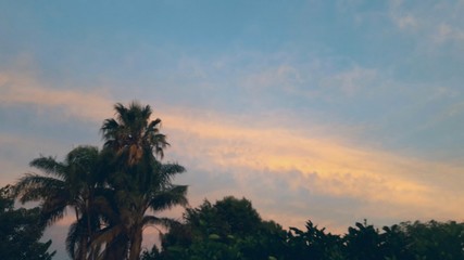 sunset over palm trees