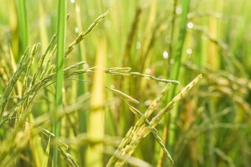 Fresh paddy in paddy field
