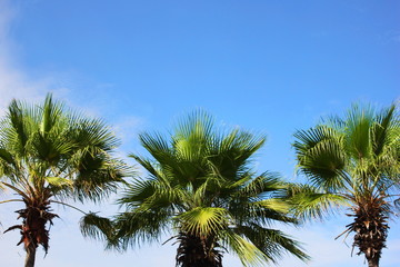 Obraz na płótnie Canvas Green palm trees against the blue sky on a Sunny day. Summer holiday.