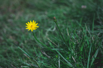 Yellow dandelion flower isolated in the grass. World Environment Day