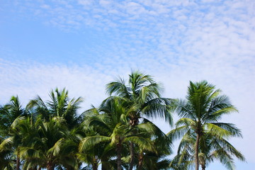Fototapeta na wymiar Green palm trees against the blue sky on a Sunny day. Summer holiday.