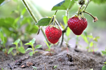 Strawberries on the garden bed, sunny day.