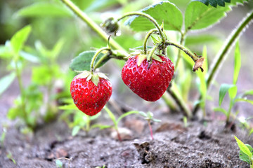 Strawberries on the garden bed, sunny day.