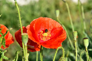 Poppies on a meadow in a summer sunny day.