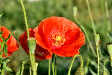 Fototapeta premium Poppies on a meadow in a summer sunny day.