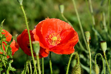 Poppies on a meadow in a summer sunny day.