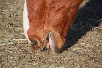 Closeup of chestnut coloured horse's muzzle munching hay on the ground outdoors.