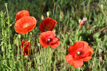 Poppies on a meadow in a summer sunny day.