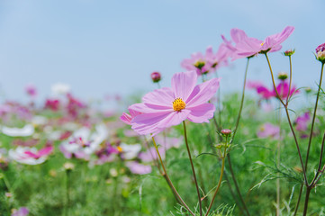 Fototapeta premium Cosmos bipinnatus flowers blooming in summer / Galsang flower