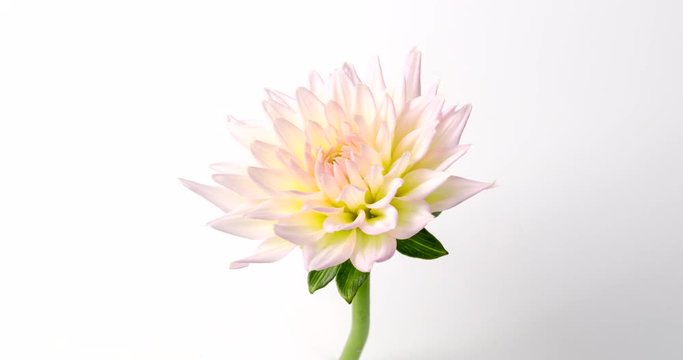 Time lapse 4K 4096X2160 UltraHD footage.Opening beautiful hybrid dahlia (Dahlia pinnata) flowers on white background