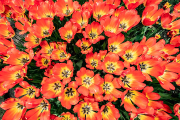 Tulip Bokeh