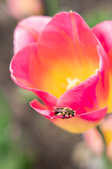 Fototapeta na wymiar Honey bee on tulip