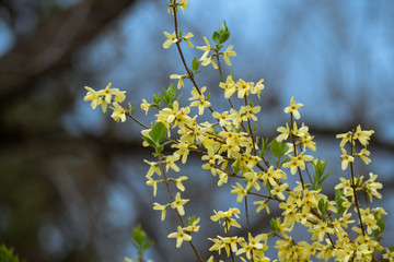 Yellow flowers