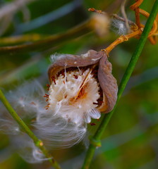 blowing seeds 